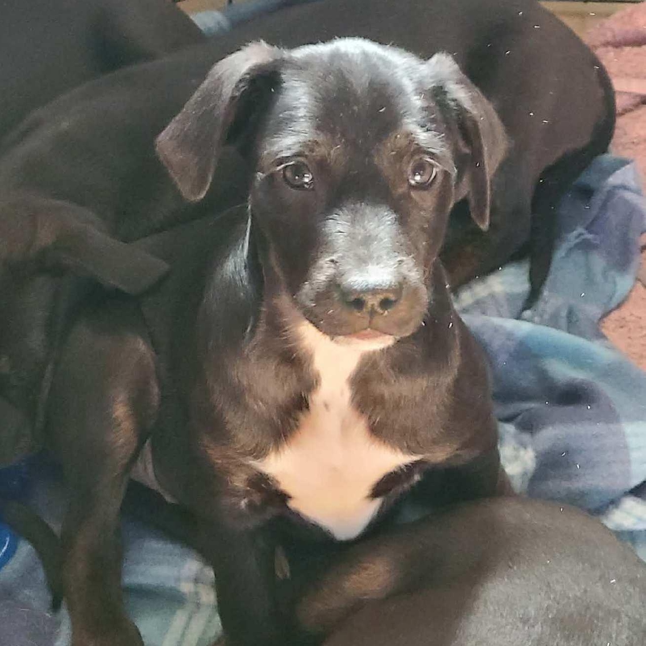 Jason, ADOPTABLE, Puppy Male Mountain Cur & Whippet.