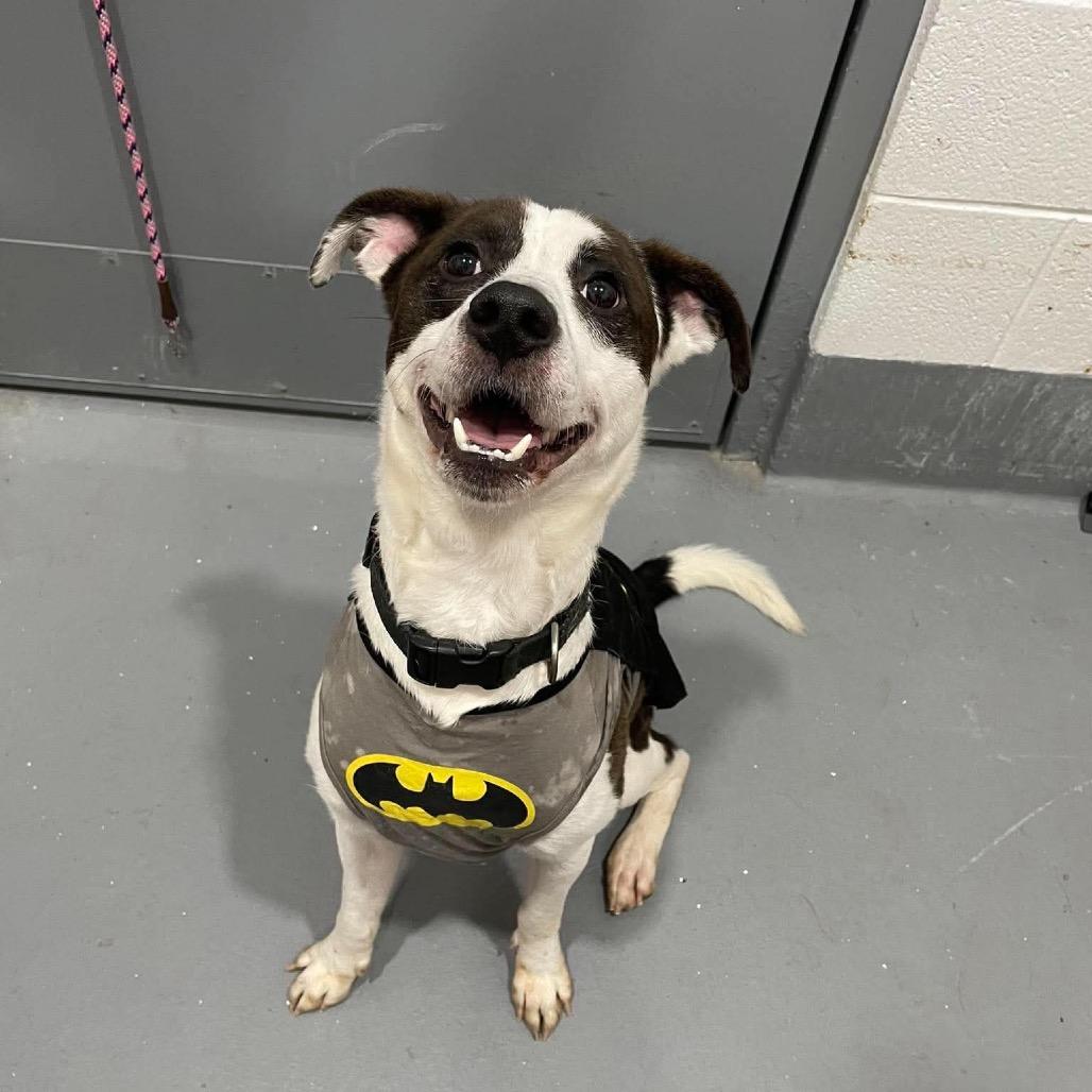 Pete, Adoptable, Young Male Mixed Breed.
