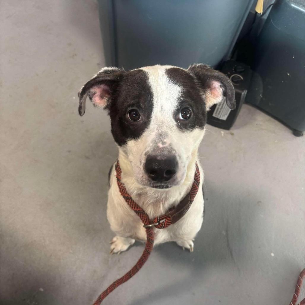 Enlarge Pete, a Adoptable Mixed Breed in Beckley, WV image 1/1