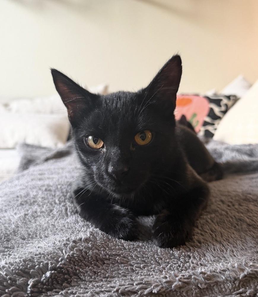 Teeter, a Adoptable mixed breed in Evergreen, CO image 1/4