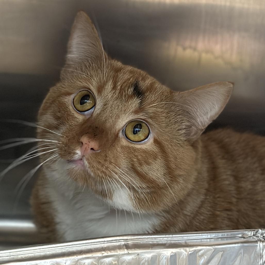 Drew, Adoptable, Adult Male Domestic Short Hair.