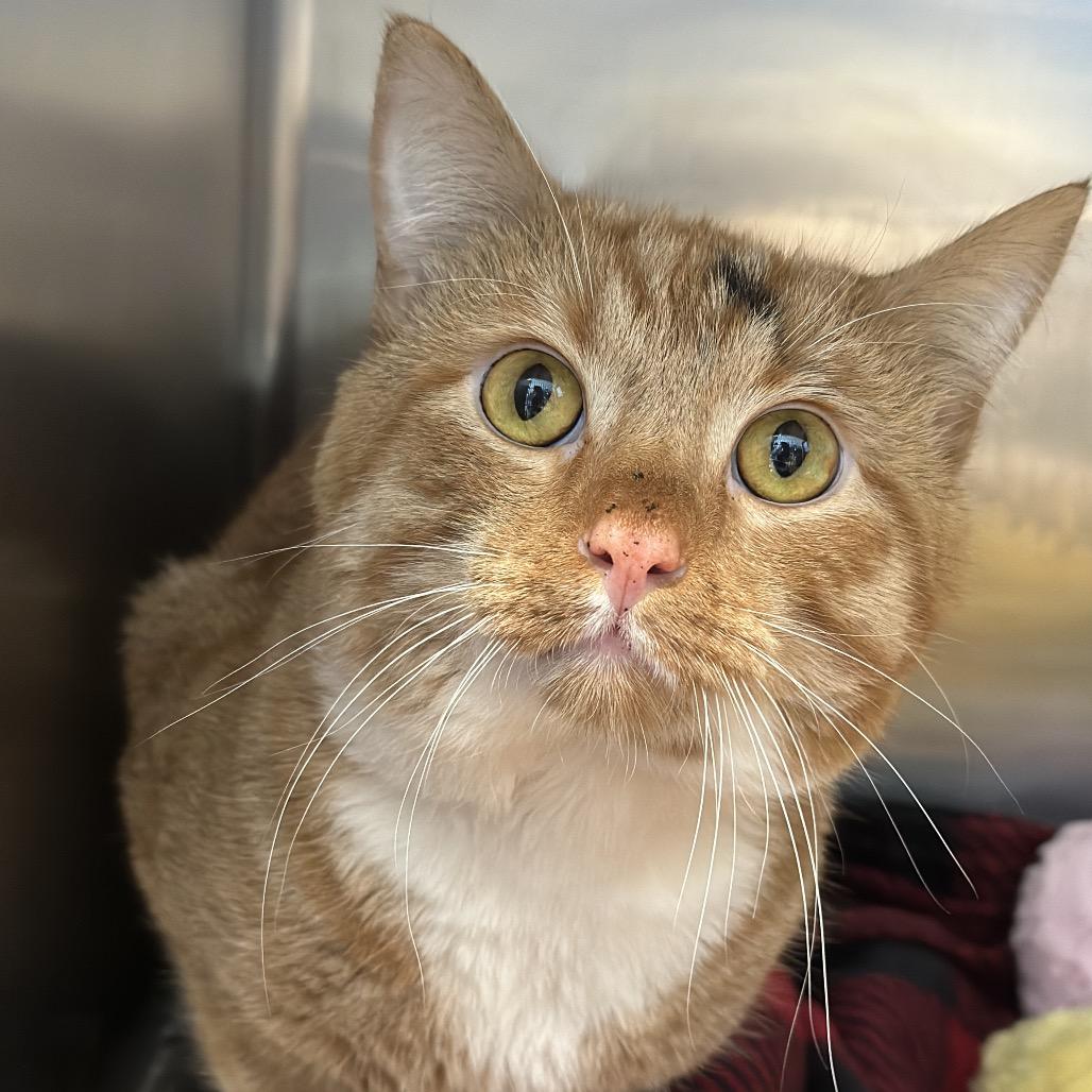 Enlarge Drew, a Adoptable Domestic Short Hair in Matteson, IL image 2/2