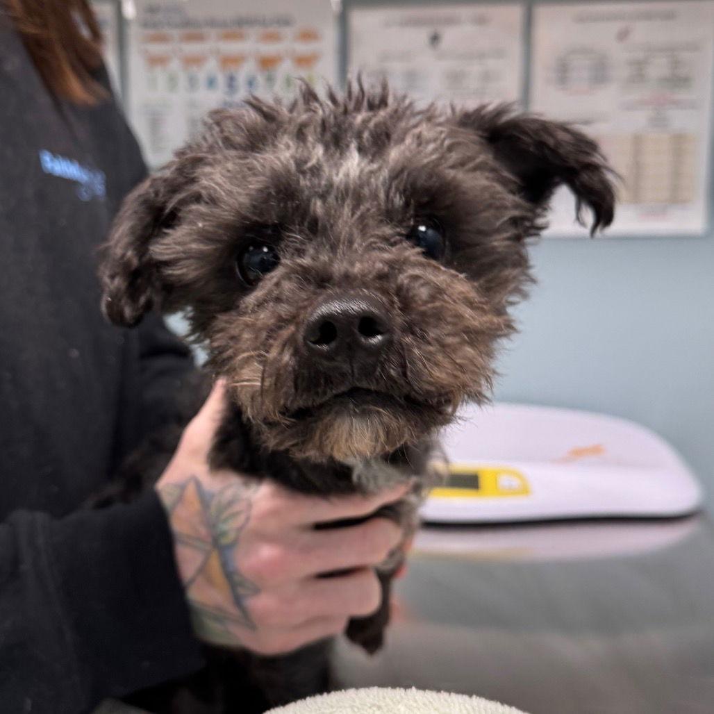 Orlo, Adopted, Adult Male Mixed Breed.