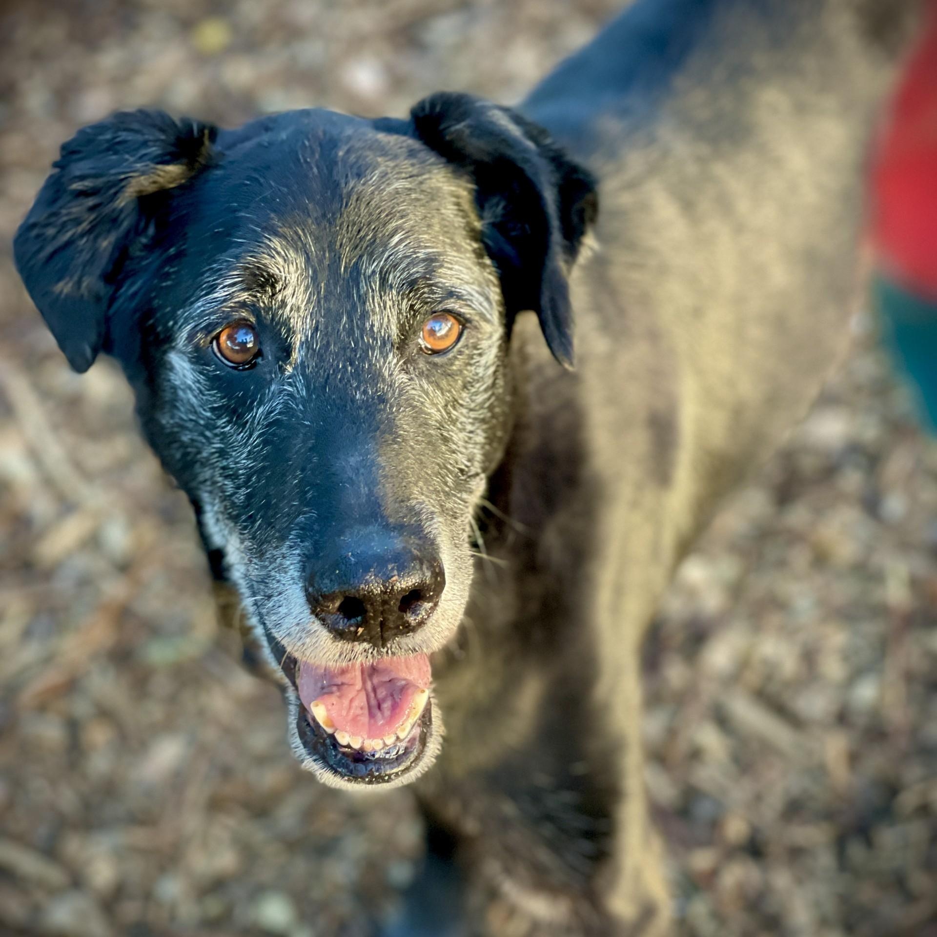 Enlarge Wyatt, a other mixed breed in San Andreas, CA image 2/4