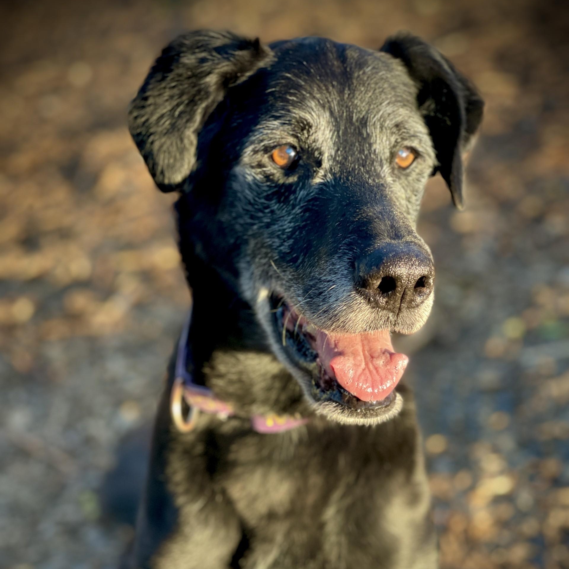Wyatt, ADOPTABLE, Senior Male Black Labrador Retriever.