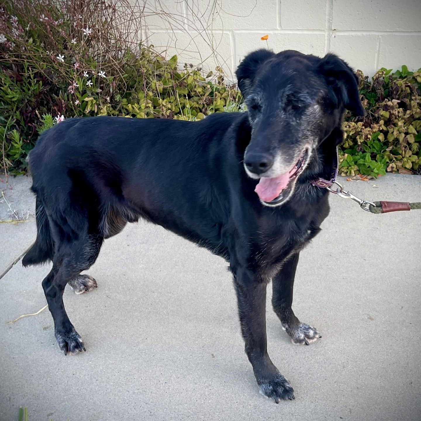 Enlarge Wyatt, a other mixed breed in San Andreas, CA image 3/4