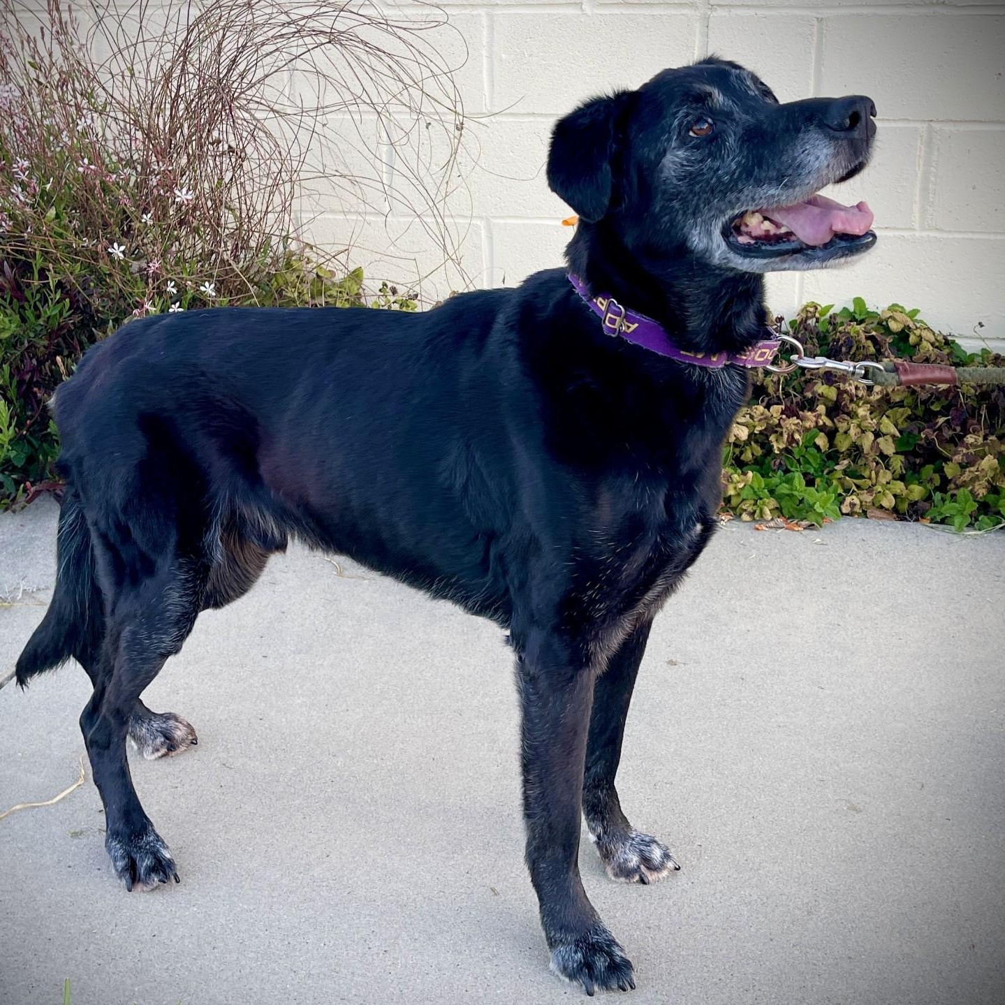 Enlarge Wyatt, a other mixed breed in San Andreas, CA image 4/4