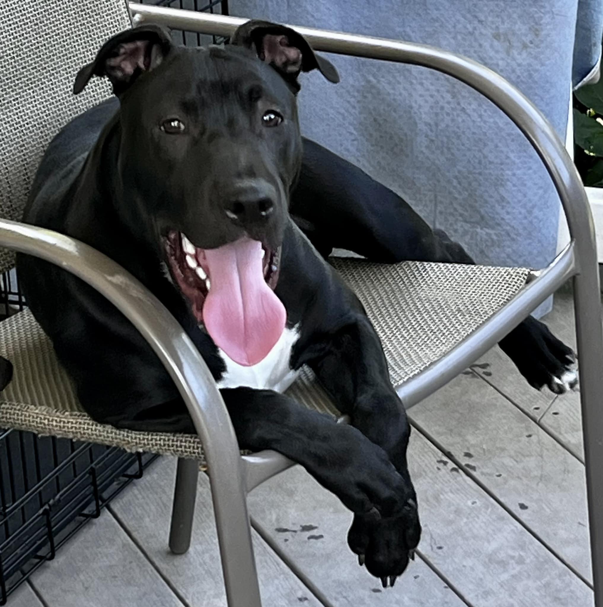 Enlarge Donnie, a Adoptable mixed breed in Farmingdale, NJ image 2/4