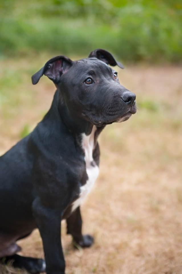 Enlarge Donnie, a Adoptable mixed breed in Farmingdale, NJ image 4/4