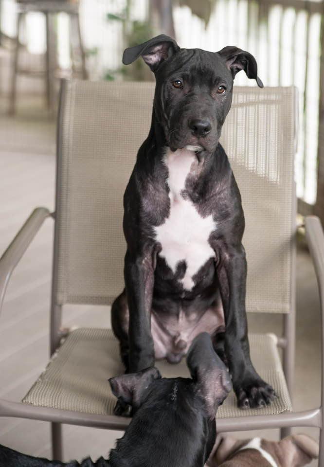 Enlarge Donnie, a Adoptable mixed breed in Farmingdale, NJ image 3/4