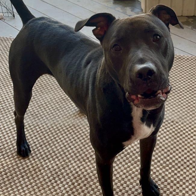 Enlarge Donnie, a Adoptable mixed breed in Farmingdale, NJ image 1/4