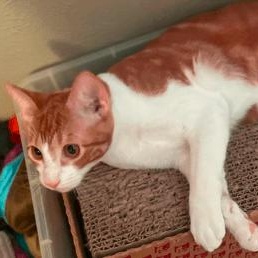 Apollo, Adoptable, Young Male Domestic Short Hair.