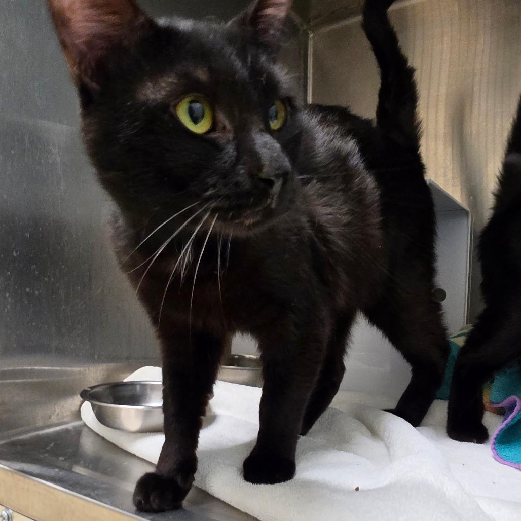 Enlarge Spring (Lincoln 4), a Adoptable Domestic Short Hair in Briarcliff Manor, NY image 1/2