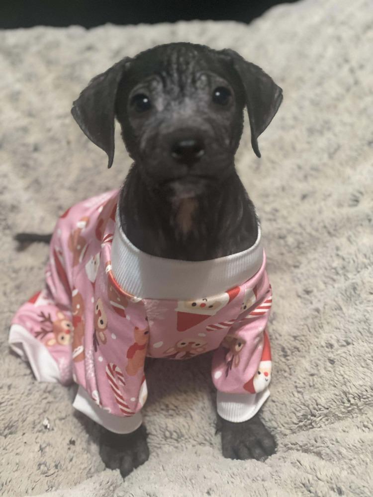 Baldwin, Adoptable, Puppy Male Labrador Retriever.