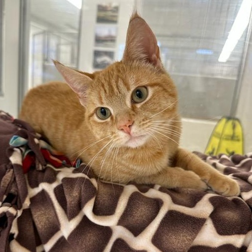 Enlarge Purrsimmon (ID 50535/715), an adopted Domestic Short Hair in Manassas, VA image 1/3