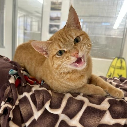 Enlarge Purrsimmon (ID 50535/715), an adopted Domestic Short Hair in Manassas, VA image 3/3