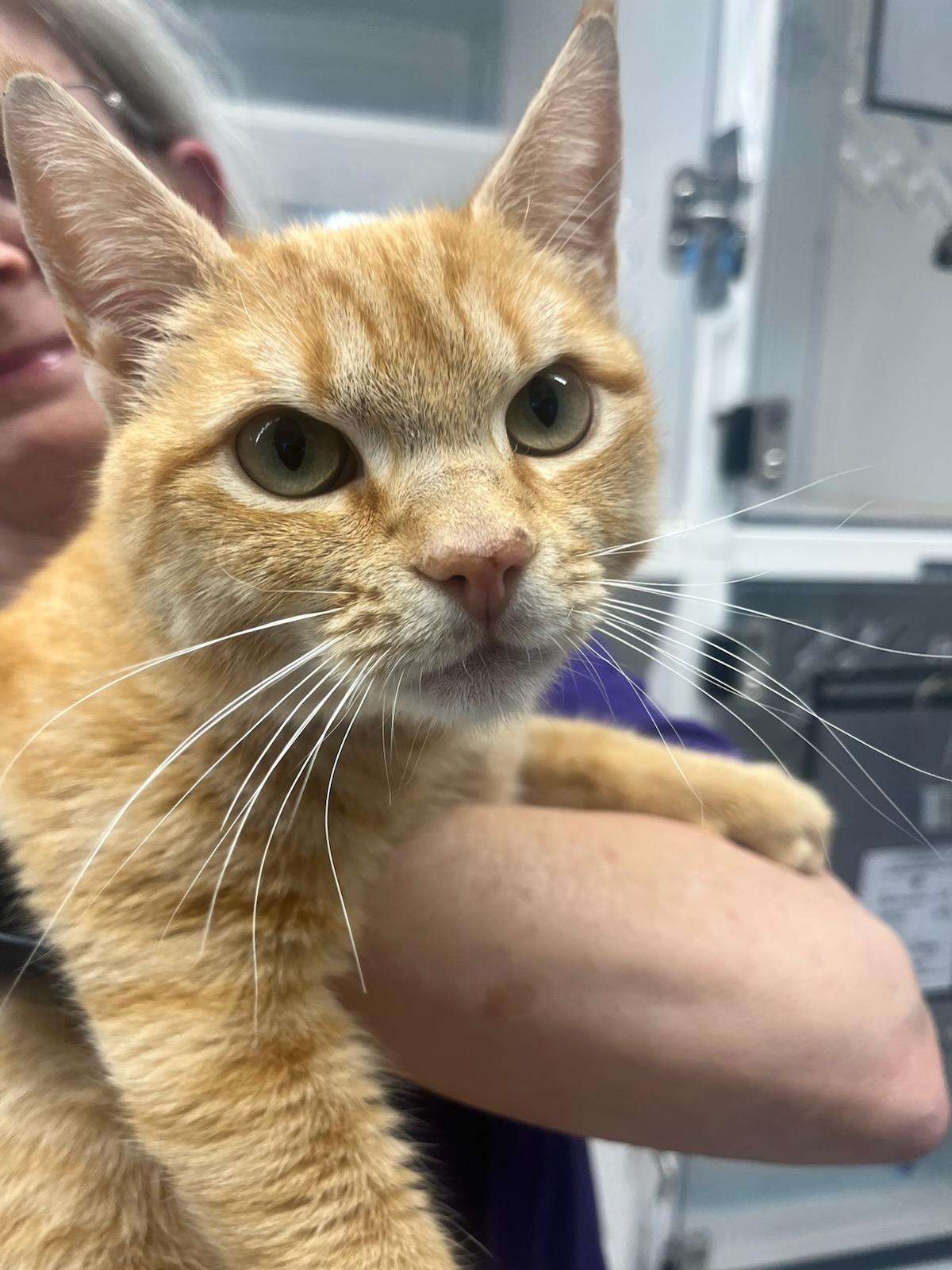 Enlarge Purrsimmon (ID 50535/715), an adopted Domestic Short Hair in Manassas, VA image 2/3