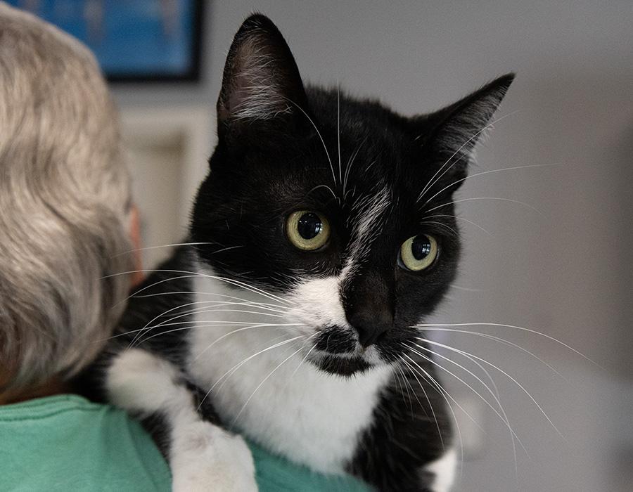 Alex, Adult Male Domestic Short Hair