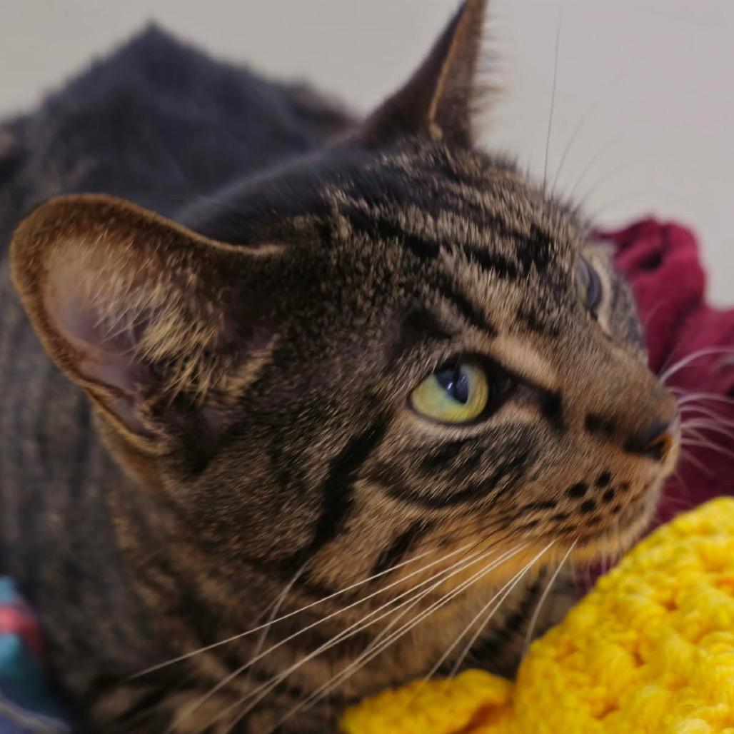 Fire — thumbnail 2