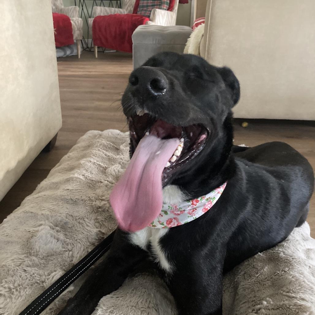 Diamond, Adoptable, Young Female Black Labrador Retriever & Mixed Breed.