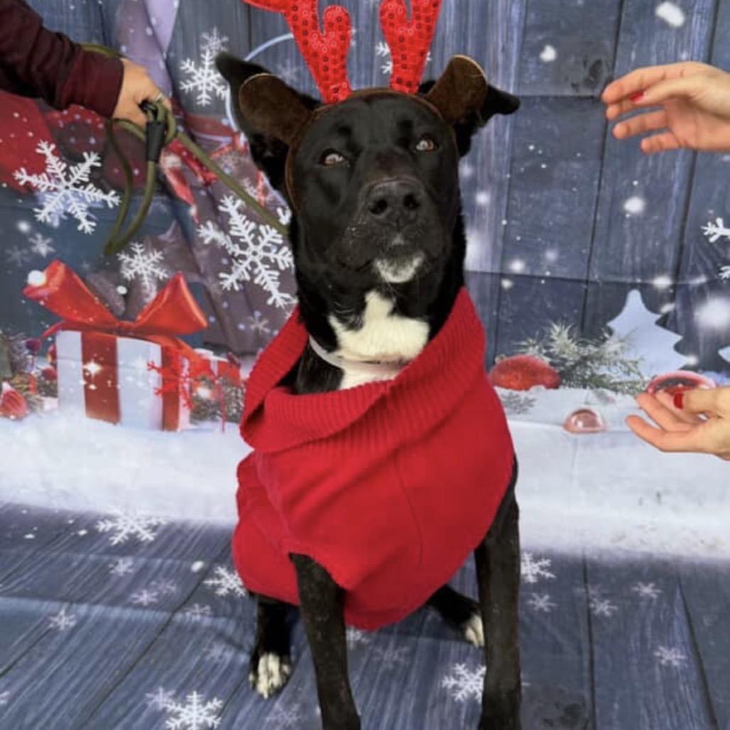 Diamond, a Adoptable mixed breed in San Diego, CA image 2/3