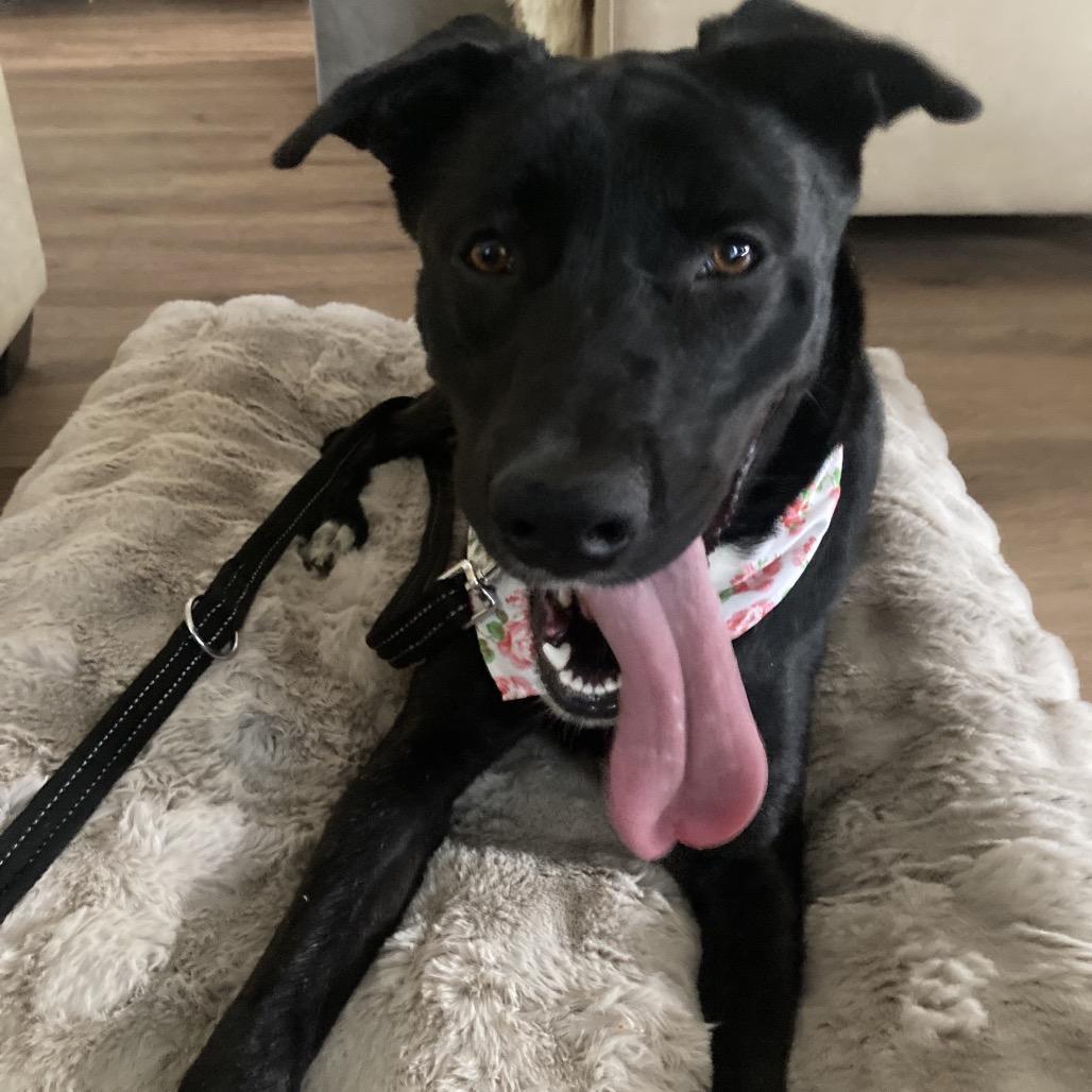 Diamond, a Adoptable mixed breed in San Diego, CA image 3/3