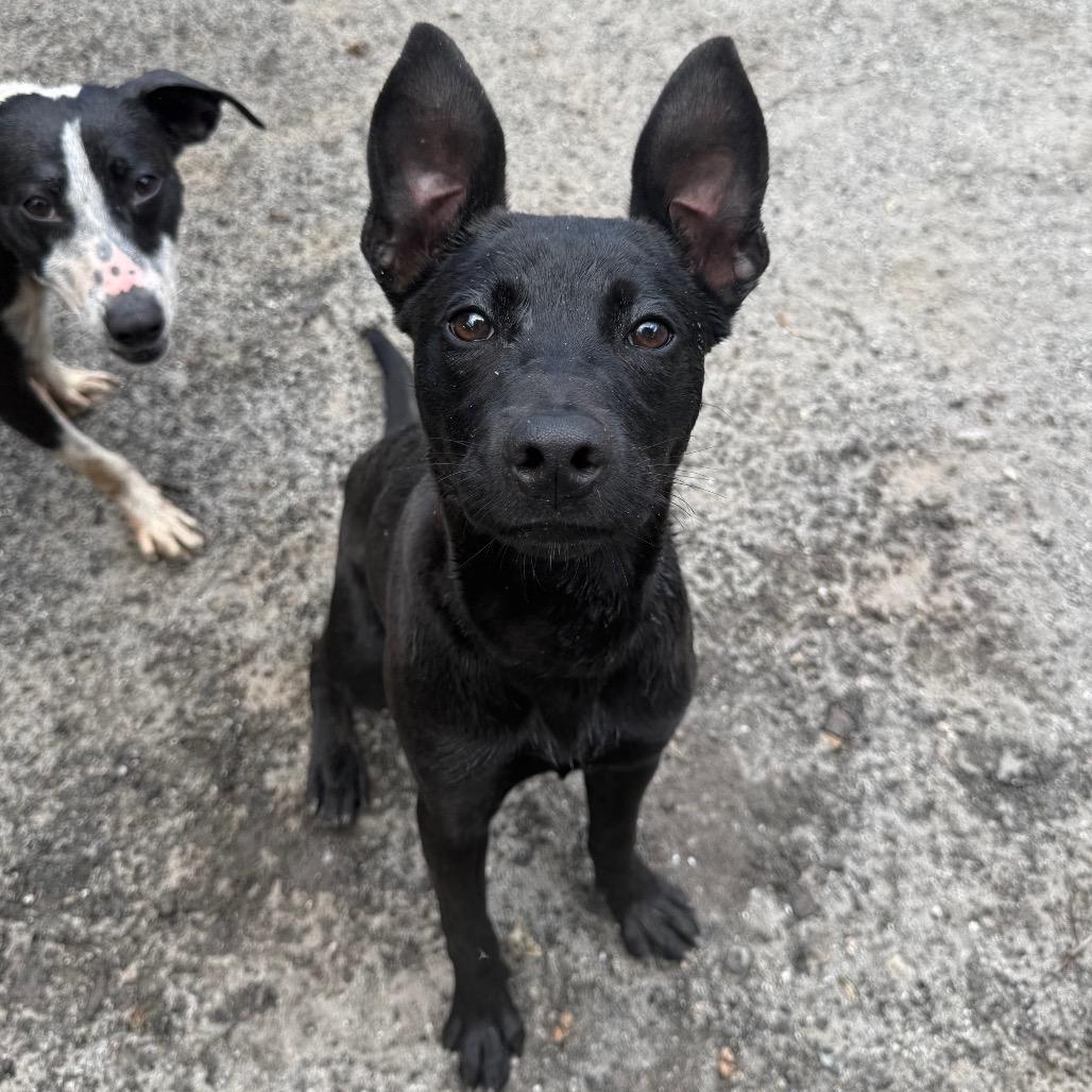 Lisa, Adoptable, Young Female Labrador Retriever & Mixed Breed.
