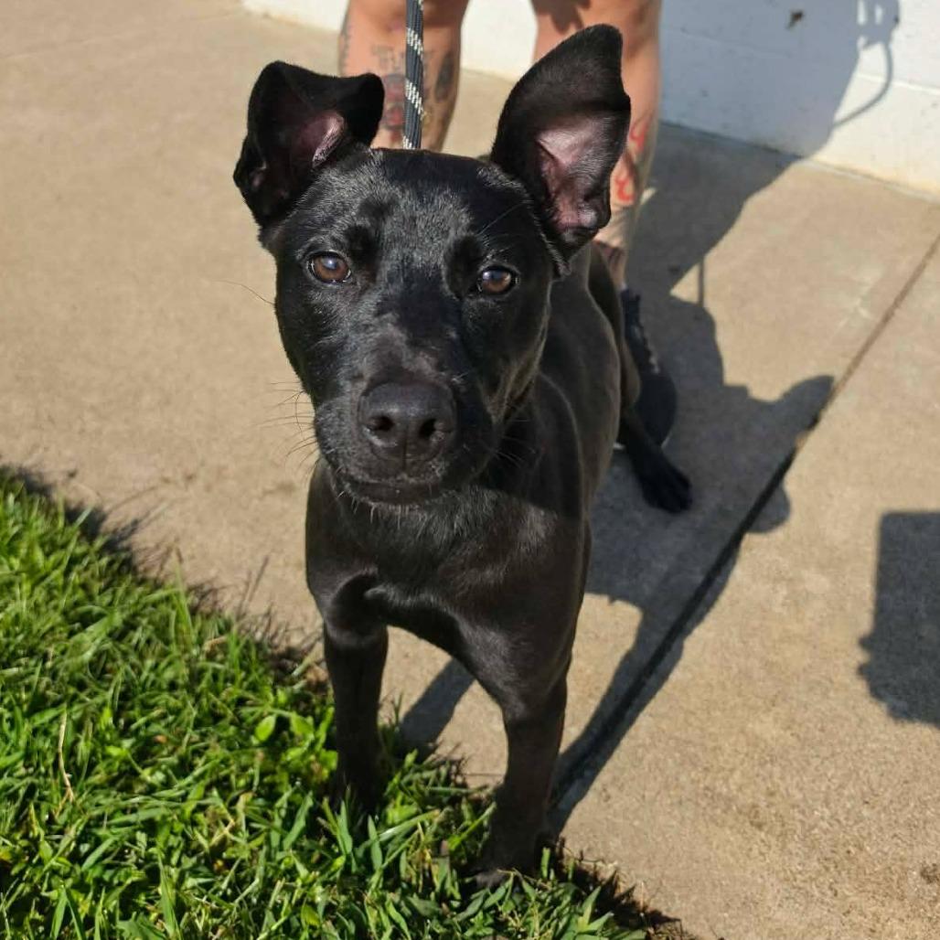 Enlarge Lisa, a Adoptable mixed breed in Martinsville, VA image 2/6