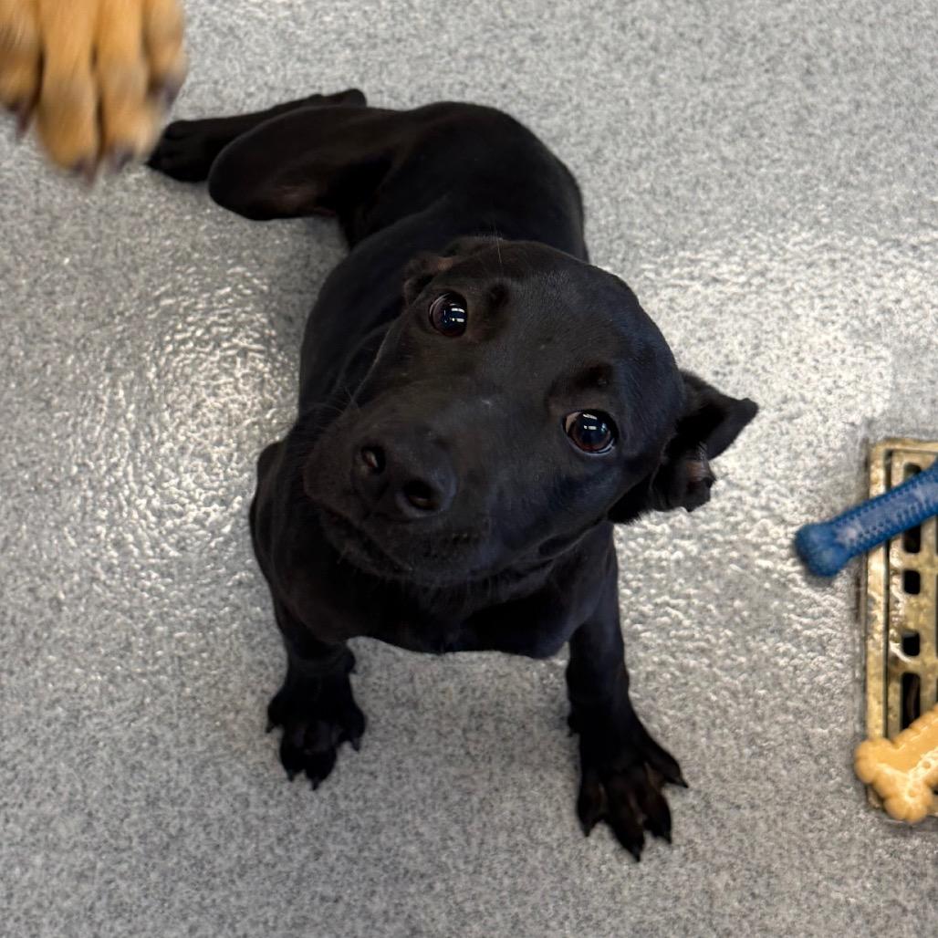 Enlarge Lisa, a Adoptable mixed breed in Martinsville, VA image 3/6