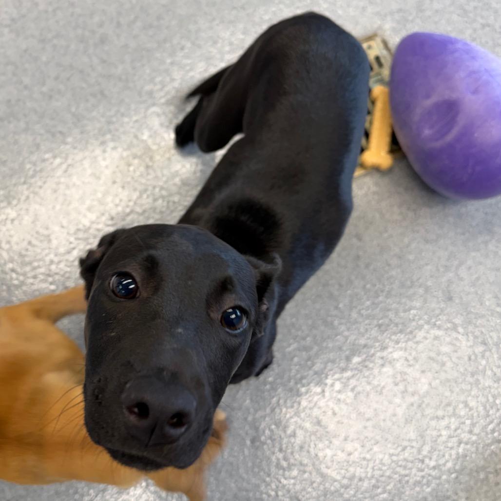 Enlarge Lisa, a Adoptable mixed breed in Martinsville, VA image 4/6