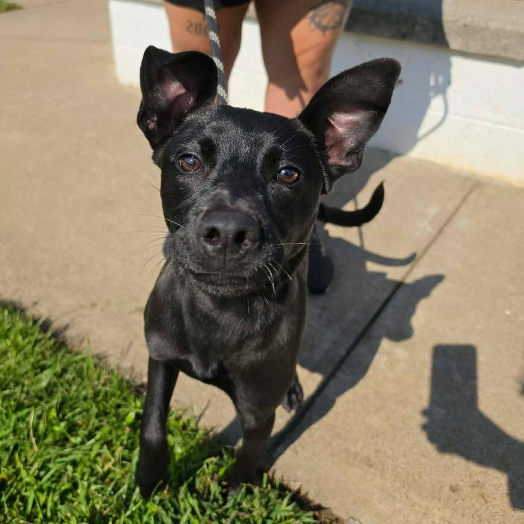 Enlarge Lisa, a Adoptable mixed breed in Martinsville, VA image 5/6