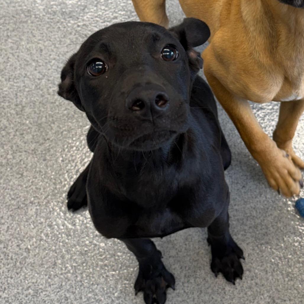 Enlarge Lisa, a Adoptable mixed breed in Martinsville, VA image 6/6