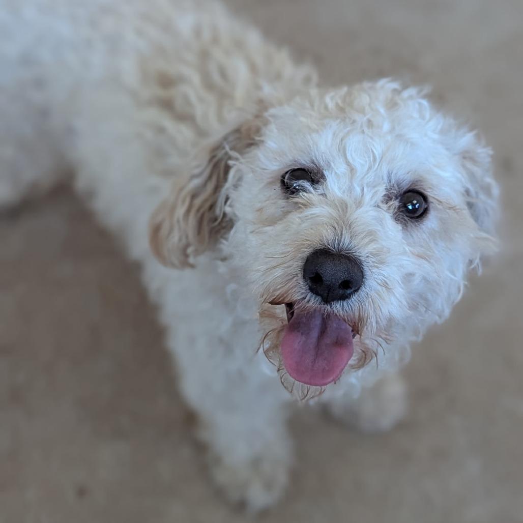 Snowdrop, Adoptable, Adult Female Poodle.