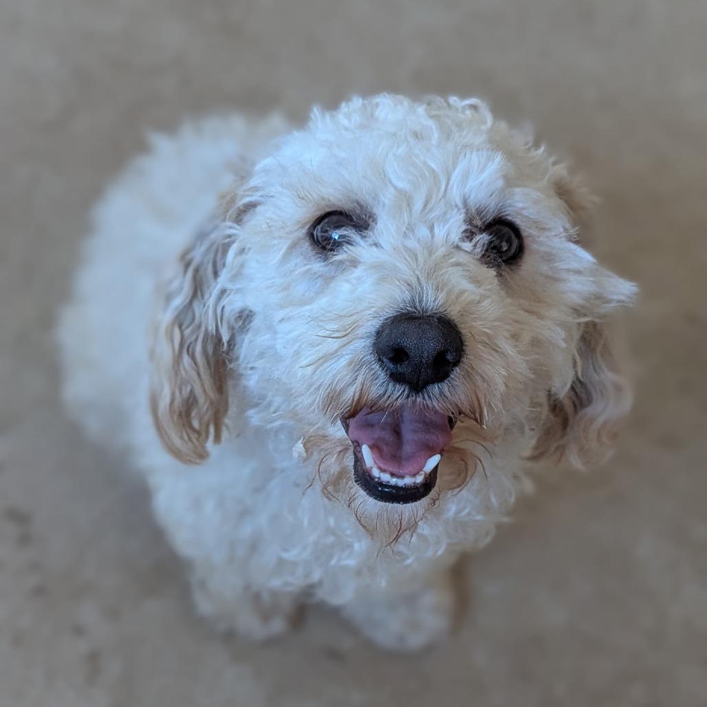 Enlarge Snowdrop, a Adoptable Poodle in Pacifica, CA image 2/2