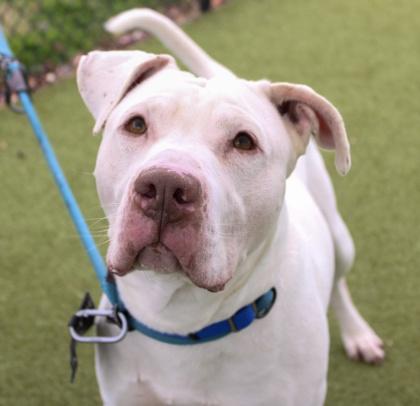 Blanco — thumbnail 2