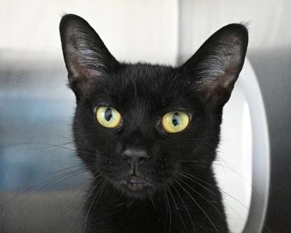 Persephone, Adoptable, Young Female Domestic Short Hair.