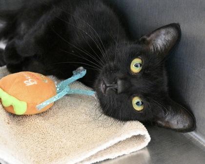 Enlarge Persephone, a Adoptable Domestic Short Hair in West Seneca, NY image 2/3