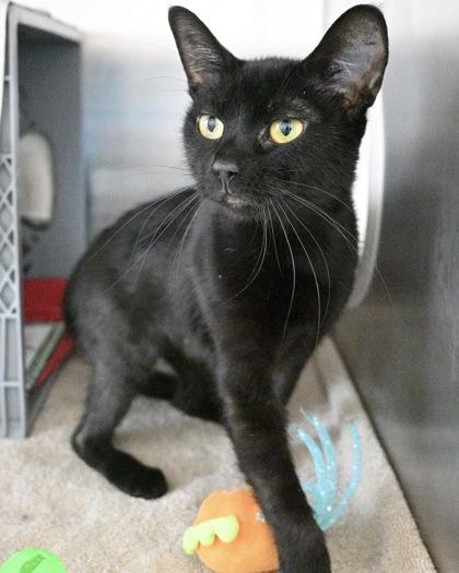 Enlarge Persephone, a Adoptable Domestic Short Hair in West Seneca, NY image 3/3