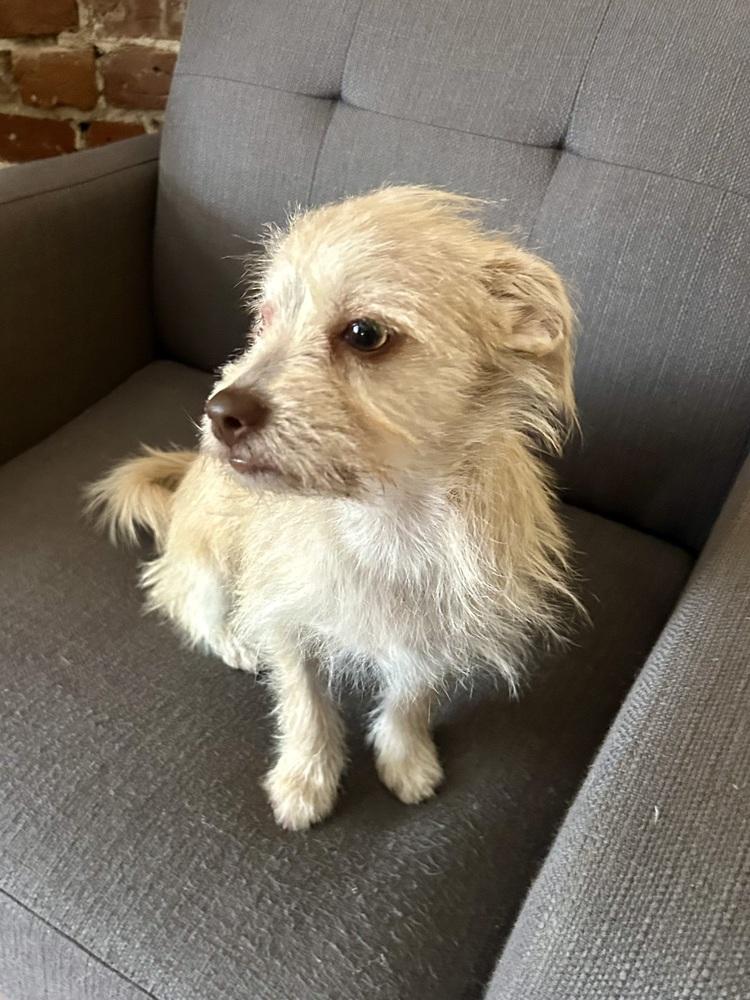 Misty, Adoptable, Adult Female Terrier.