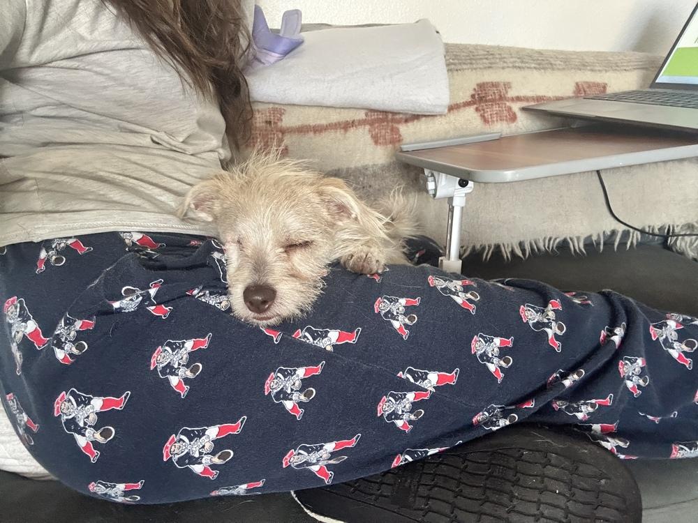 Enlarge Misty, a Adoptable mixed breed in Denver, CO image 2/6