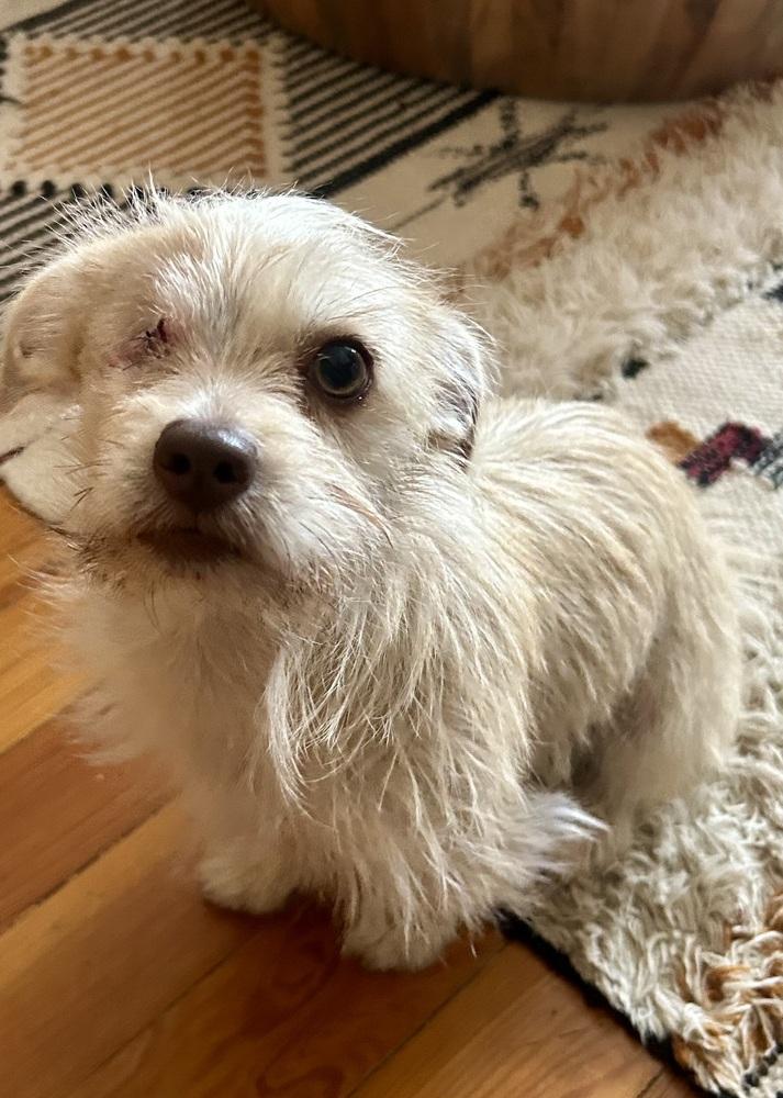 Enlarge Misty, a Adoptable mixed breed in Denver, CO image 3/6