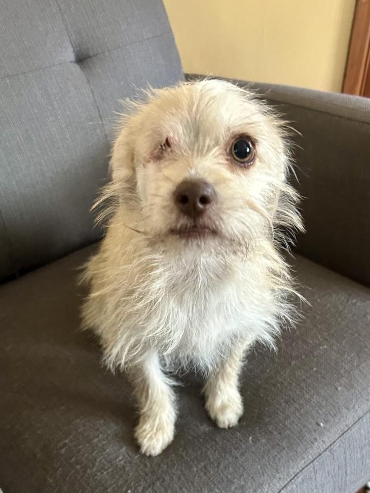 Enlarge Misty, a Adoptable mixed breed in Denver, CO image 5/6