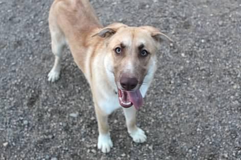 Enlarge Mango, a Adoptable mixed breed in Pierre, SD image 1/3