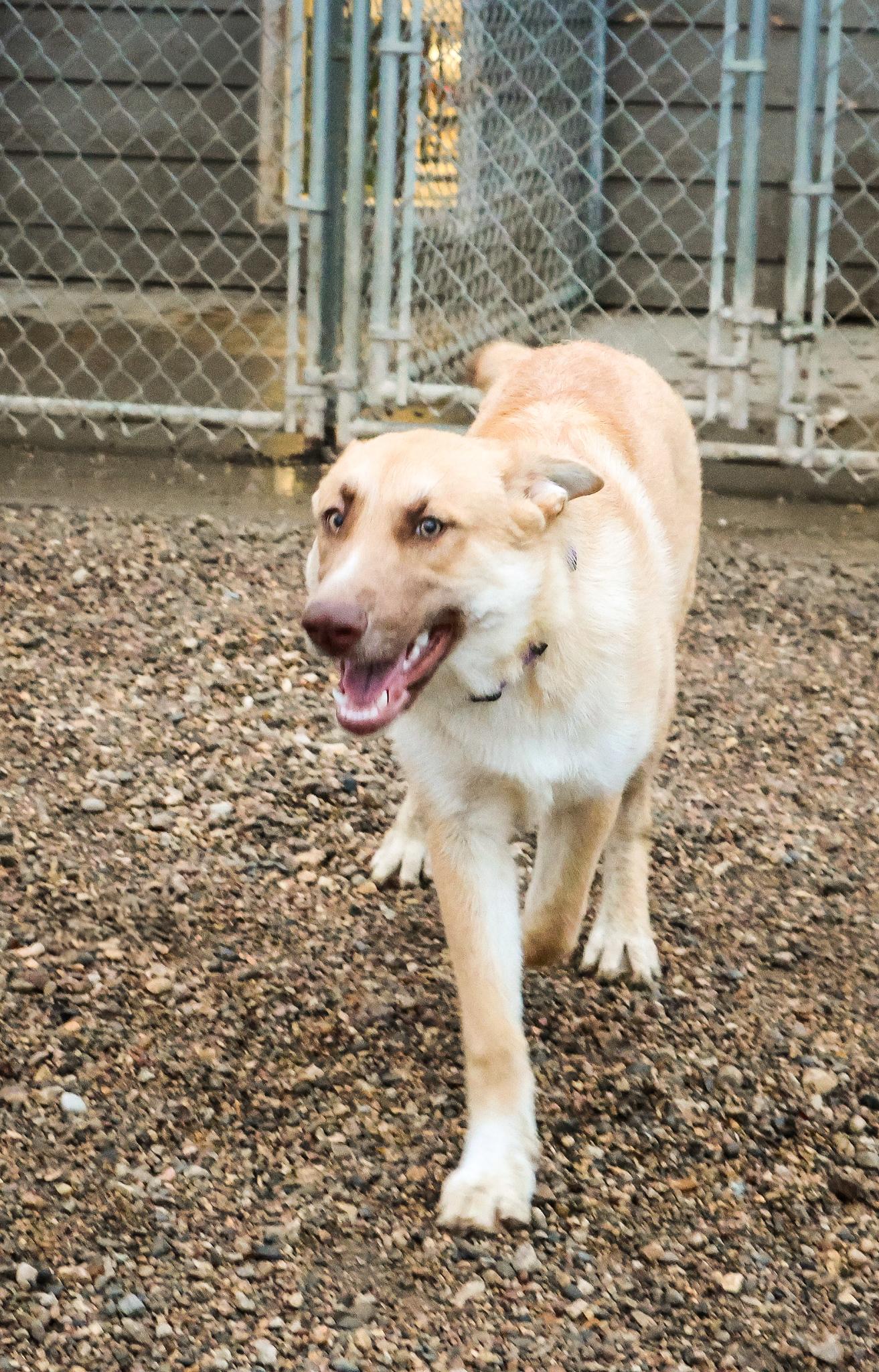 Enlarge Mango, a Adoptable mixed breed in Pierre, SD image 2/3