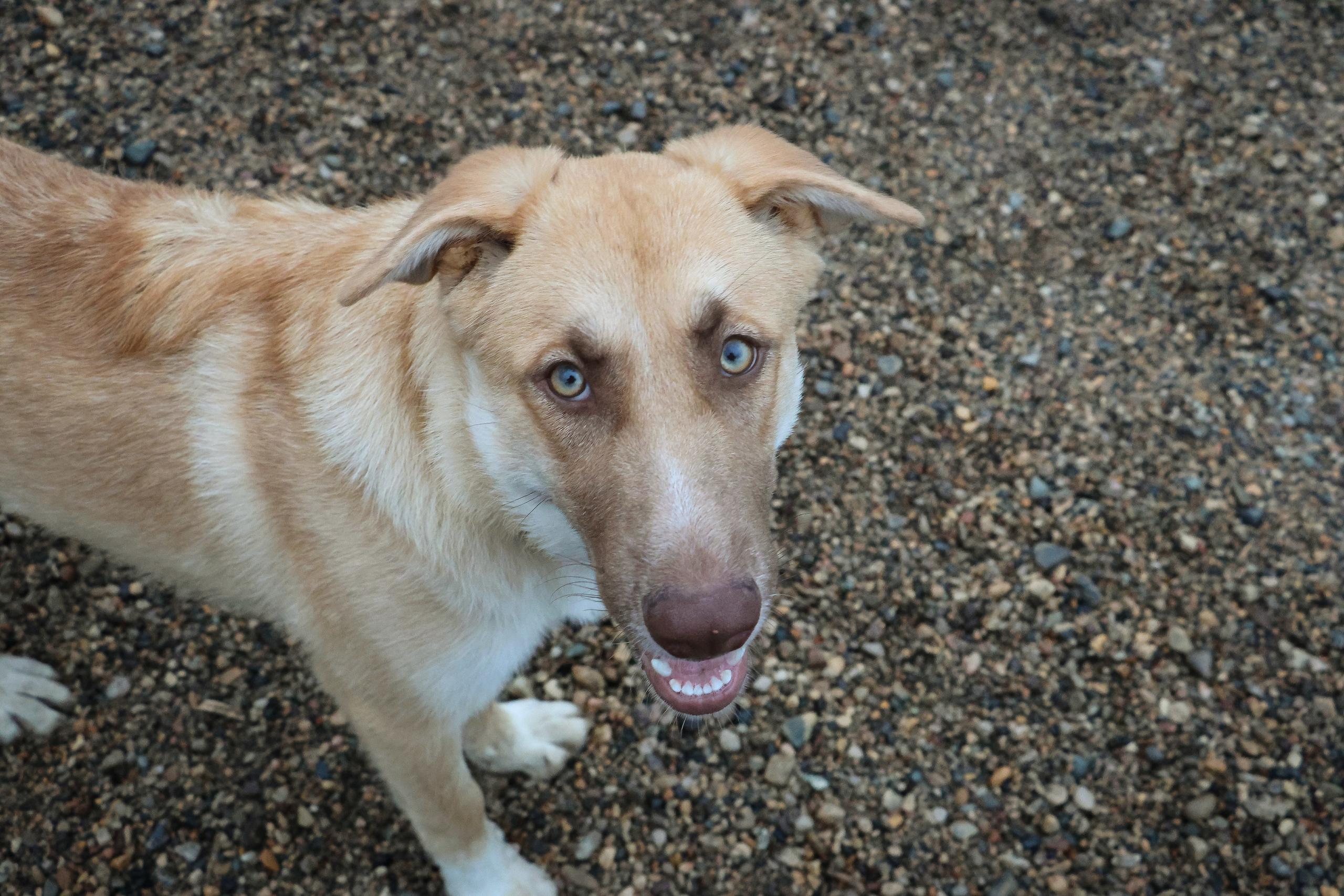 Mango, Adoptable, Young Female Australian Shepherd.