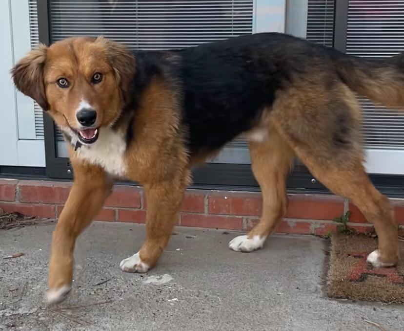 Enlarge Kip, a ADOPTABLE mixed breed in Albuquerque, NM image 2/4