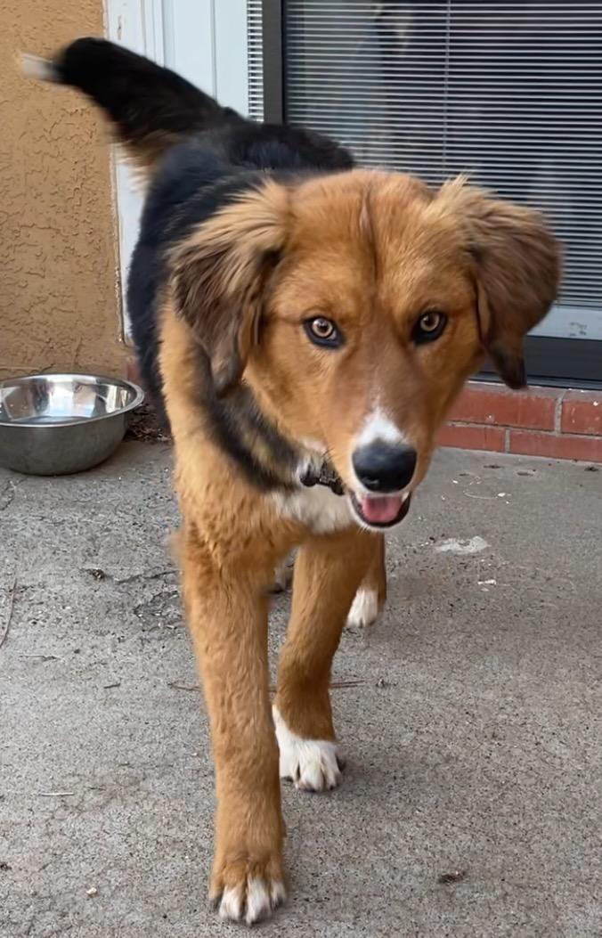 Enlarge Kip, a ADOPTABLE mixed breed in Albuquerque, NM image 3/4