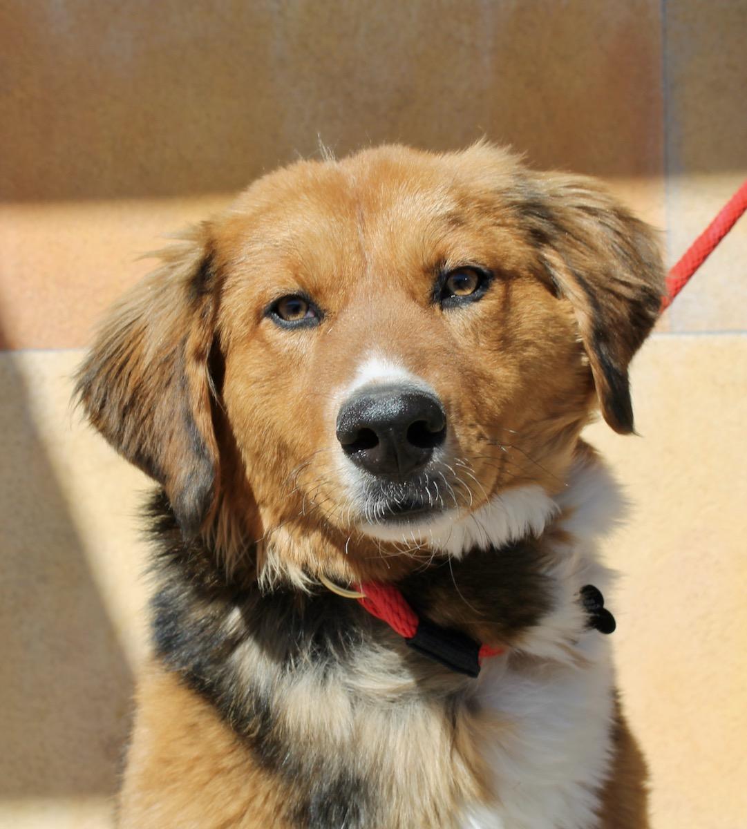 Kip, ADOPTABLE, Adult Male Mixed Breed.