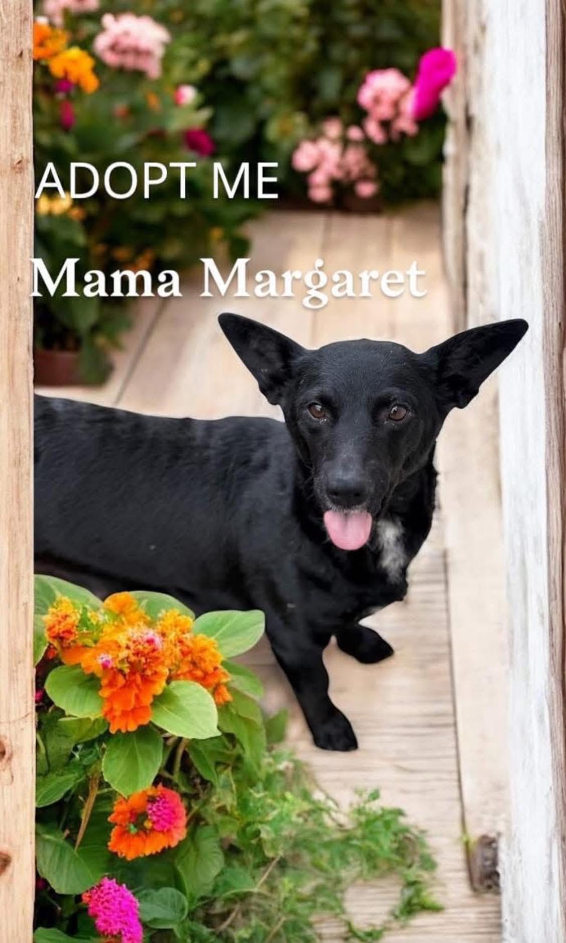 Enlarge Mama margaret, a ADOPTABLE mixed breed in Lutz, FL image 1/1