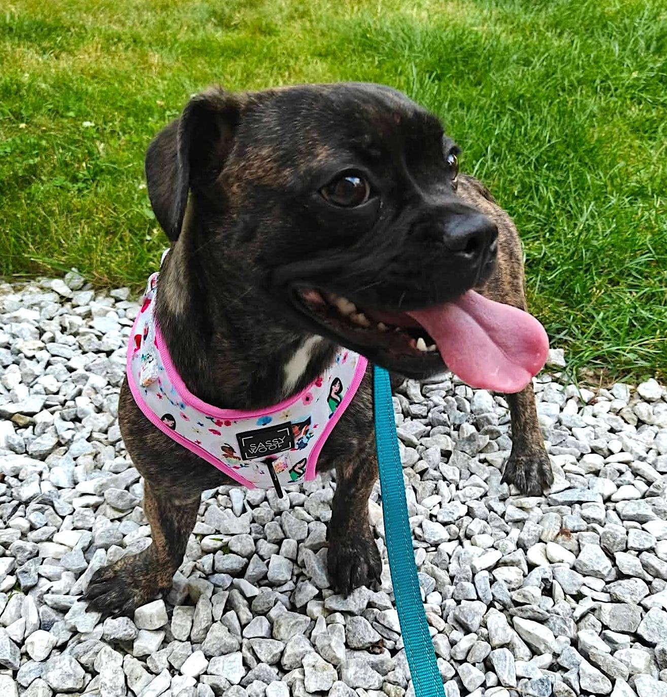 Nova, ADOPTABLE, Young Female French Bulldog.